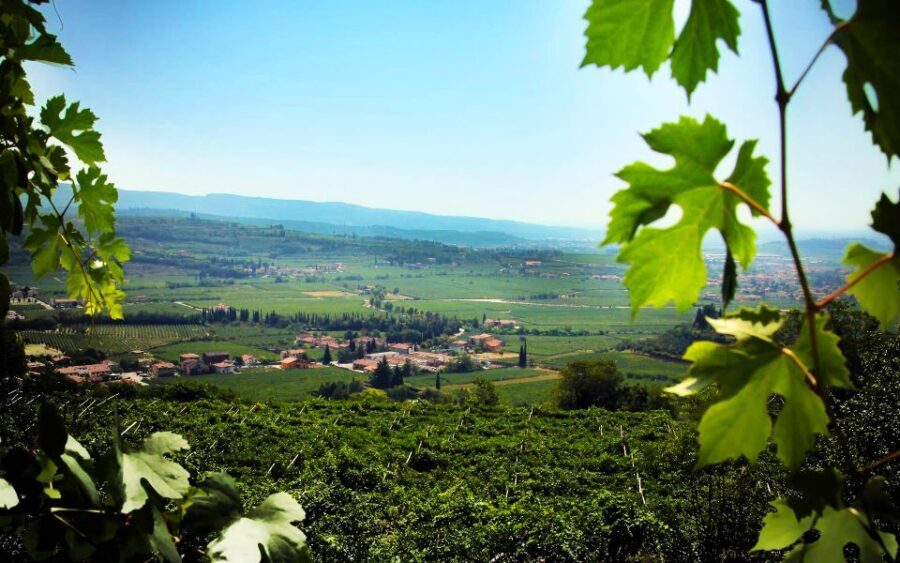2-hours Amarone Wine Tour with Sommelier Wine Tastings - Sommelier Tastings of Amarone and Valpolicella: How to Taste Smart