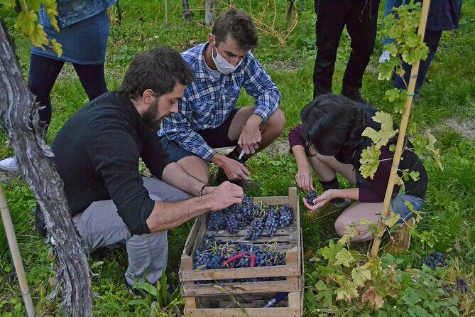 6 Wine Tasting in Valpolicella Classica: the cradle of Amarone - Entering the Franchini estate: the icehouse aging room
