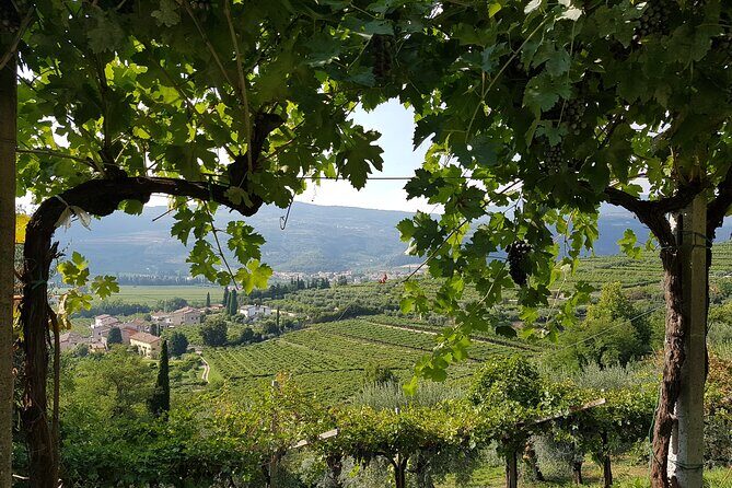 Amarone 2005 Wine Experience - Key highlights worth planning around