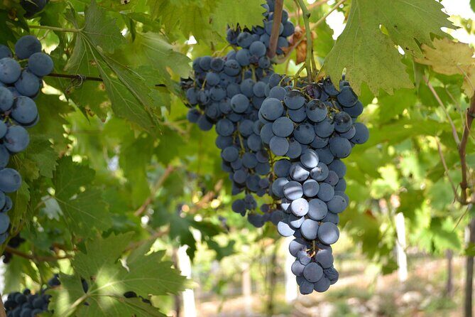 Amarone Della Valpolicella Wine Experience - Meet the Vogadori Family - Price and value: what you’re paying for in $41.94 worth of wine time