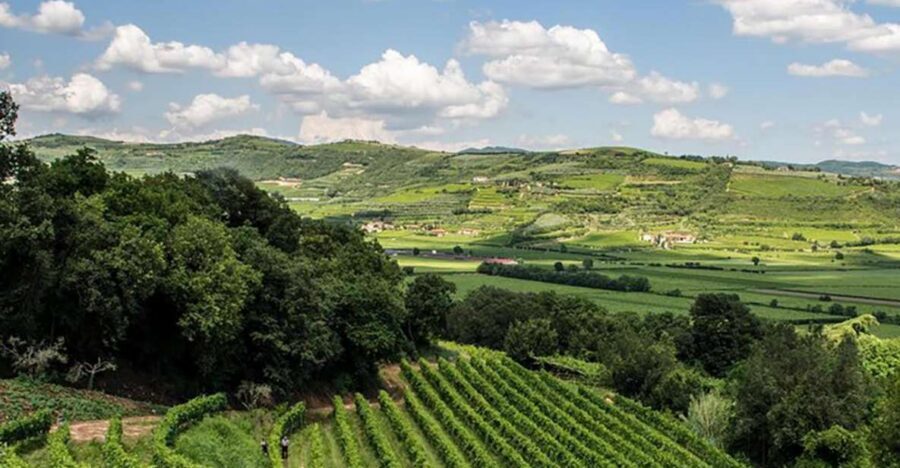 Amarone Wine Tasting Tour. Visit Verona. From Venice - Key Highlights You’ll Feel Immediately