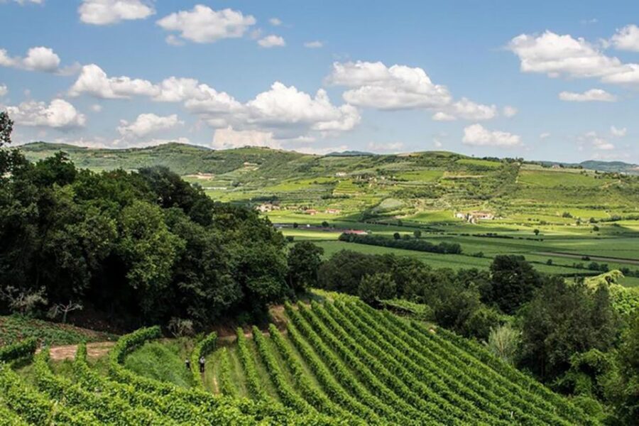 Amarone Wine Tasting Tour. Visit Verona. From Venice - Family Winery Cellar Tour: Learning the Wine-Making Process Up Close