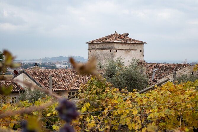 Art & Wine Experience in Valpolicella at Palazzo Montanari - Olive Oil Tasting From Their Production (Yes, Really)