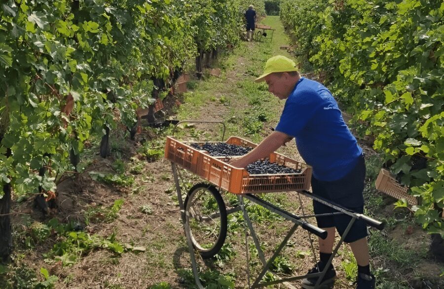 Boutique Winery Tour & Tasting in Valpolicella - The tasting lineup in San Pietro in Cariano: 4 wines + food pairing