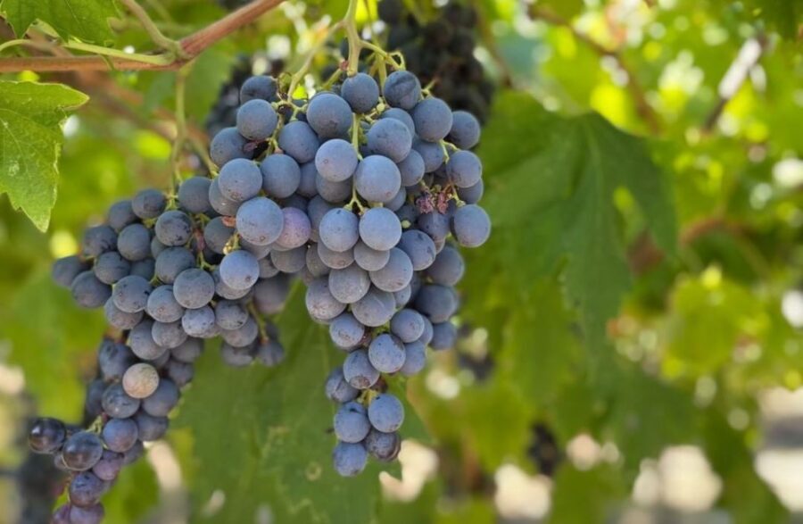 Boutique Winery Tour & Tasting in Valpolicella - Price, value, and what’s not included