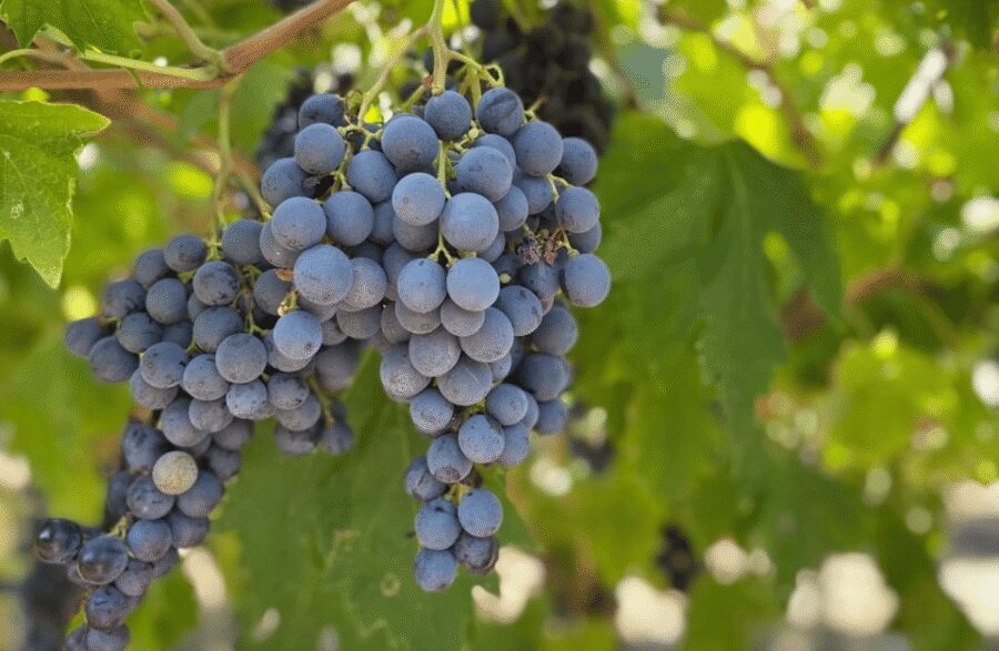 Boutique Winery Tour & Tasting in Valpolicella - Should you book this Cantina Tour?