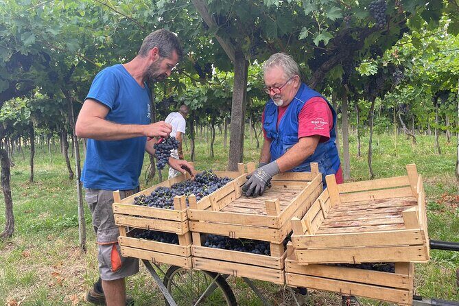 Discover the Amarone wine: 1 winery with delicious food pairing - Key highlights you’ll actually care about
