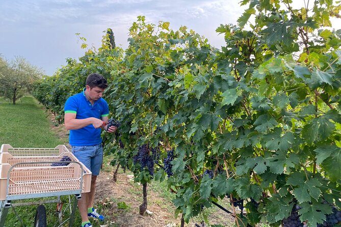 Discover the Amarone wine: 1 winery with delicious food pairing - The “vines and then tasting” rhythm works well