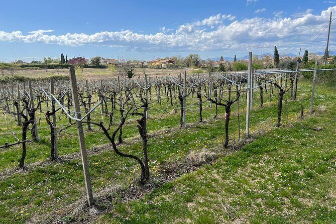 E-Bike tour with stop in the cellar in the Bardolino area - Price and logistics: what the €81.39 really buys you