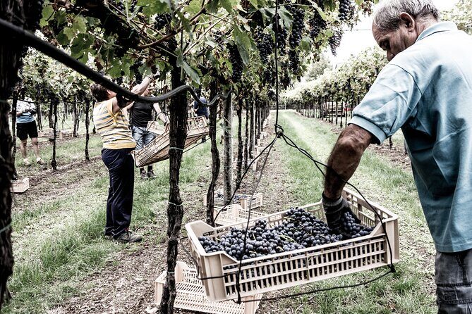 Food and Wine Tasting in Valpolicella - The vineyard walk in Valpolicella Classica