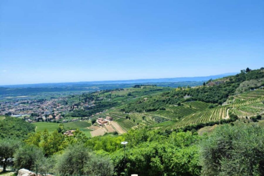 From Verona: Amarone Half-Day Wine Tasting Tour - From Pagus Wine Tours to Valpolicella’s terraced hills
