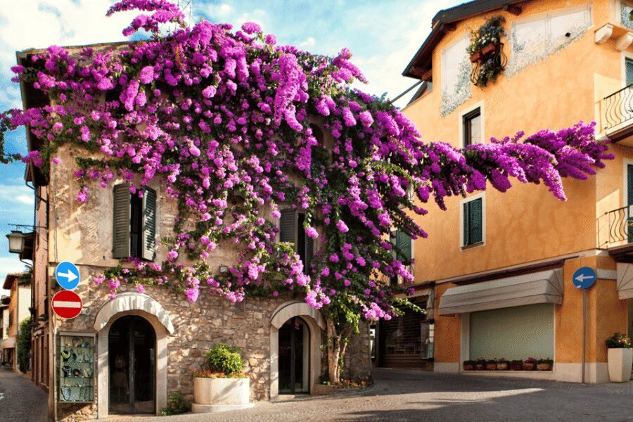From Verona: discover Lake Garda and Sirmione private tour - From Verona to Sirmione by Van: Faster Than DIY, Smoother Than Public Transit