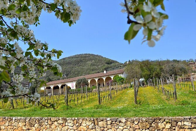 From Verona: Prosecco & Classic method sparkling wine tour, with light lunch - Why Colli Berici Prosecco Feels More Like Real Life Than a Factory Tour