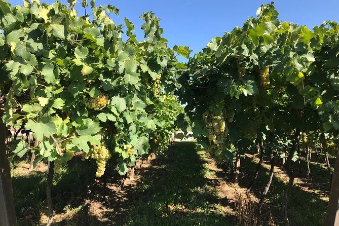 From Verona: Prosecco & Classic method sparkling wine tour, with light lunch - Soave Borgo: A Quick Medieval Pause for Views and Photos