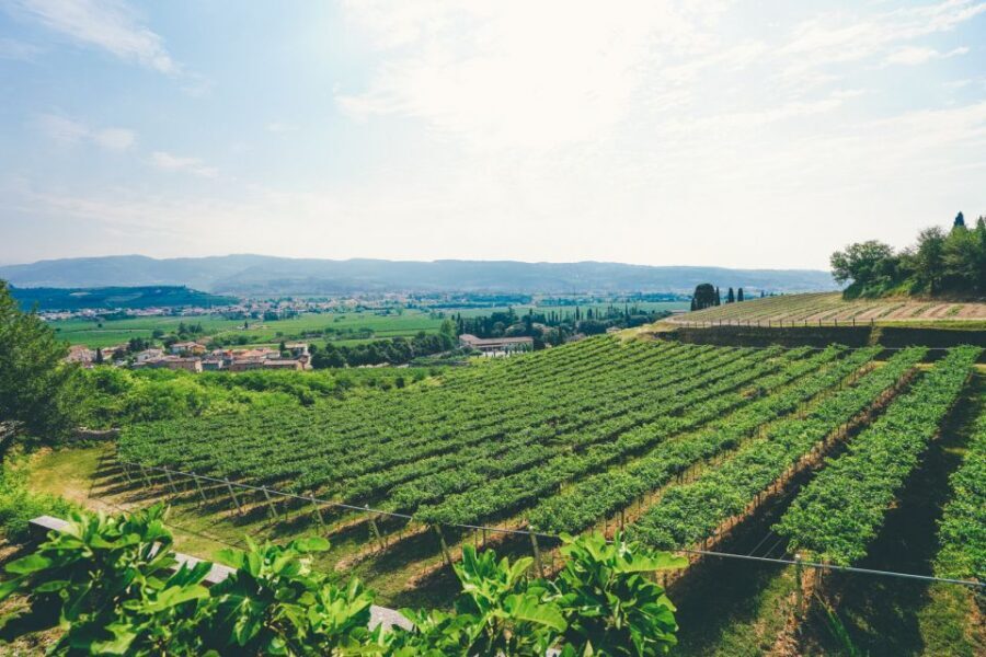From Verona: Valpolicella and Amarone Wine Tasting Tour - What you actually learn about Amarone and Ripasso