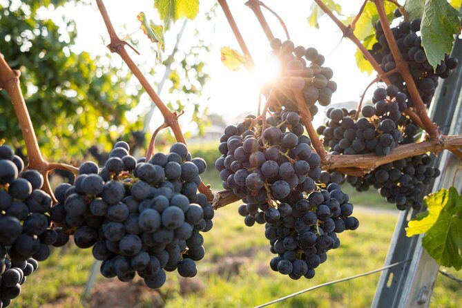 Horseback riding and wine tasting - Entering a family-run winery: cellar time and production know-how