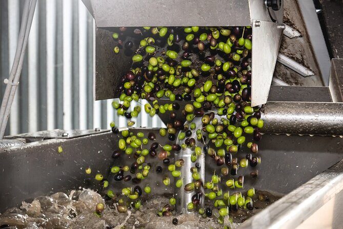 Lake Garda Olive Oil Tour and Tasting Experience - Who this tour is best for (and who should skip it)