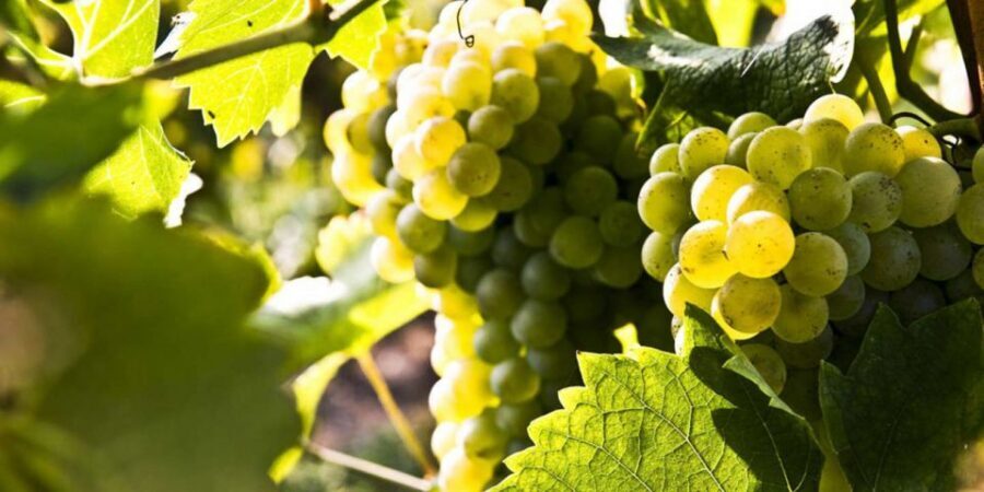 Lugana Wine Tour With Private Panoramic Boat on Lake Garda - Lunch in Sirmione: The Pairing Is the Point