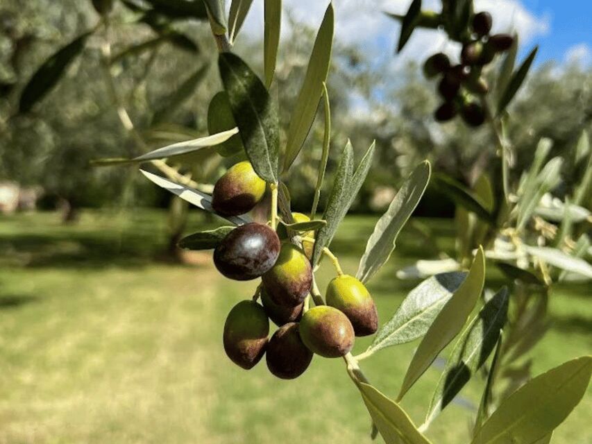 Olive Mill Tour and Tasting in the Verona Countryside - The tasting: learn three extra virgin oils like a pro