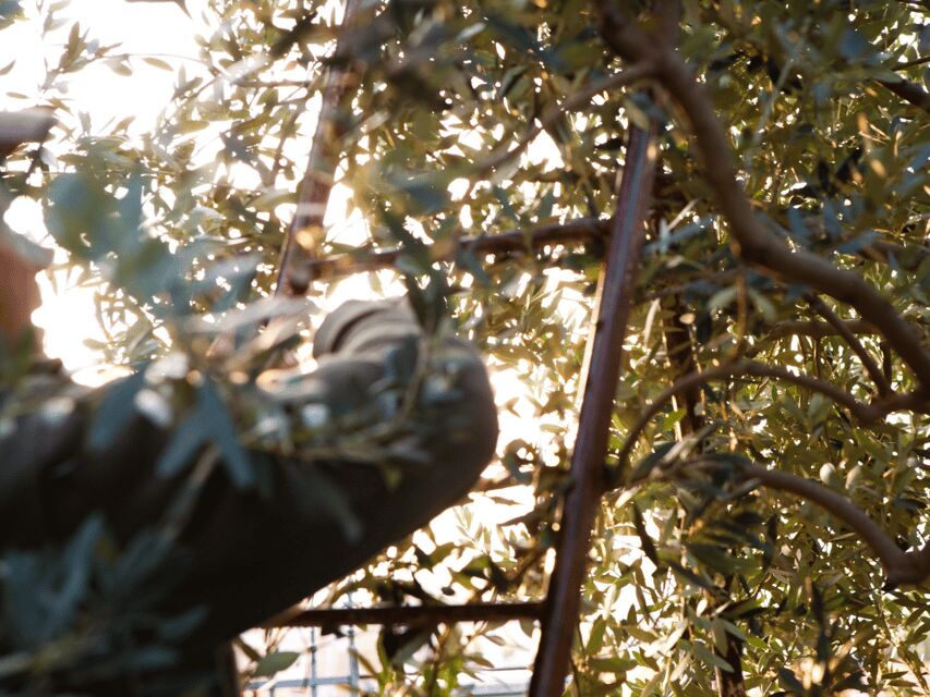 Olive Mill Tour and Tasting in the Verona Countryside - Campo di Casa: the experimental grove next to the mill