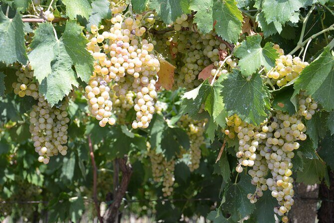 Pagus Wine Tours® - Soave and Amarone - Half day wine tour - Meeting at Pagus Wine Tours in Verona: The Store Stop Matters