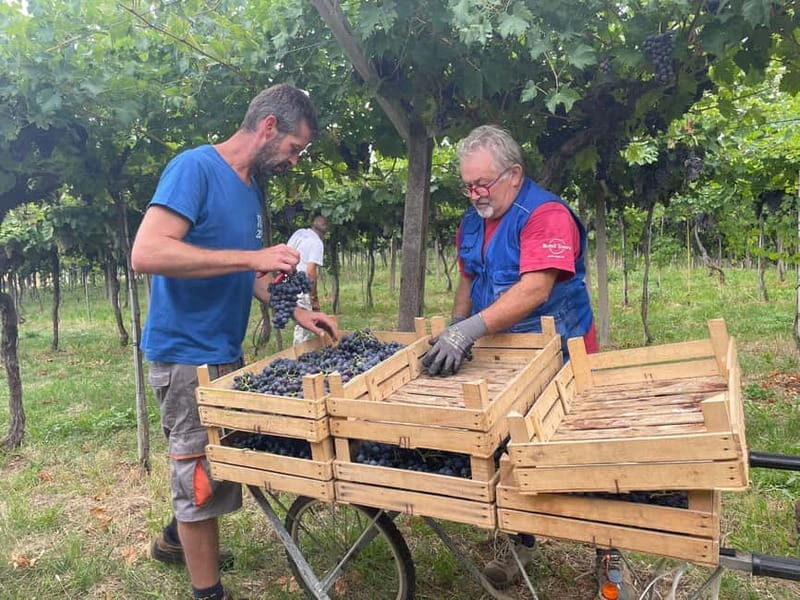 The grand tour of Amarone: 2 wineries with delicious lunch - Value and Price: Is $254.89 Worth It?