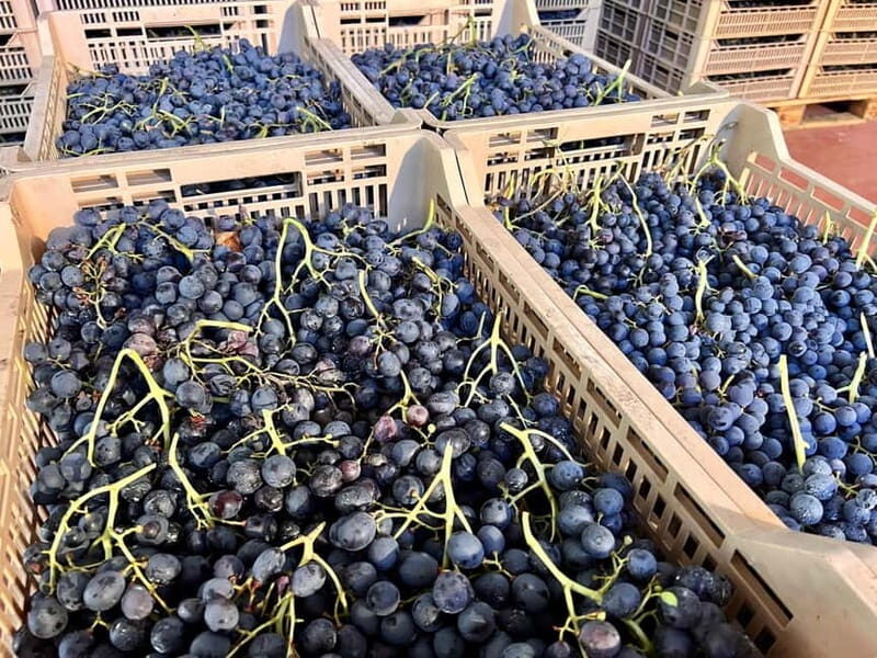 The grand tour of Amarone: 2 wineries with delicious lunch - Why Valpolicella and Amarone Feel Different Up Close