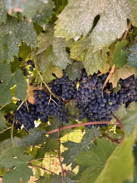 The grand tour of Amarone: 2 wineries with delicious lunch - Stop-by-Stop: What Happens at Each Moment