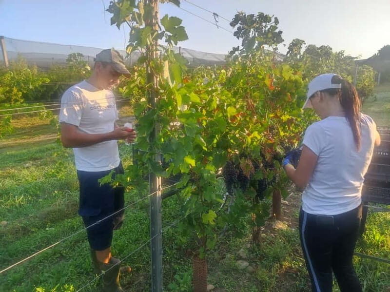 The grand tour of Amarone: 2 wineries with delicious lunch - What You’ll Taste: Amarone, RISERVA, Limited IGT/DOCG, and More