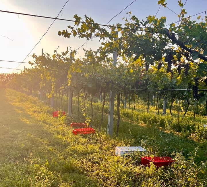 The grand tour of Amarone: 2 wineries with delicious lunch - Learning the Winemaking Steps Without Being Overwhelmed
