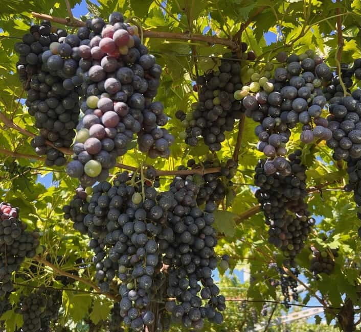 The grand tour of Amarone: 2 wineries with delicious lunch - Wine Shipping Door-to-Door: A Nice Bonus If You Plan Ahead