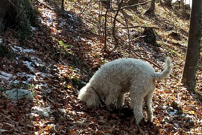 Truffle hunting and lunch experience in a restaurant - Lunch After the Hunt: When Your Truffles Become Pasta and Gnocchi