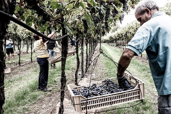 Valpolicella Wine Tasting Experience & Light Lunch - Who should book this Valpolicella tasting (and who might not love it)