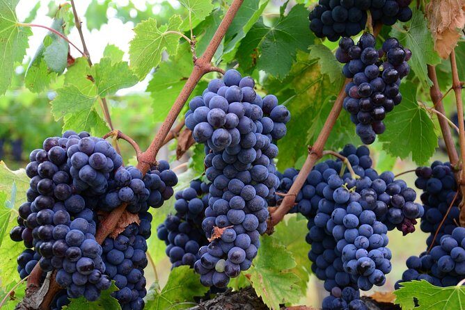 Verona area: Wine Tasting Experience in Valpolicella - Key highlights worth marking on your map