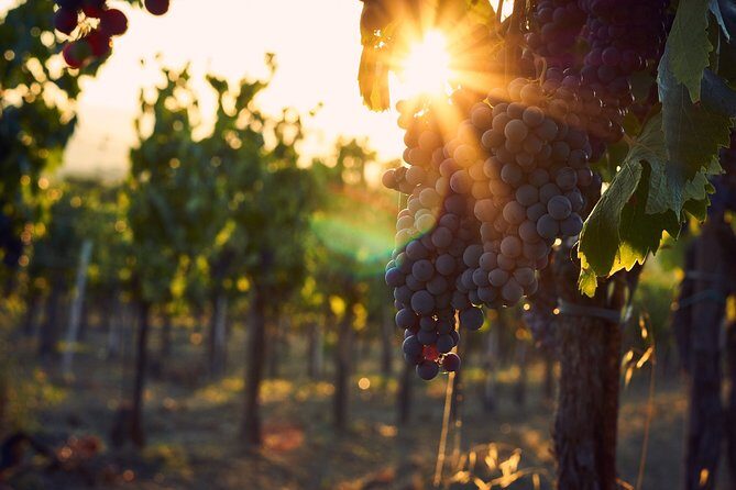 Verona area: Wine Tasting Experience in Valpolicella - The 90-minute flow: winery tour first, tasting second
