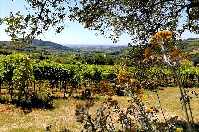 Verona - Cellar Tour and Tasting of NATURAL WINES - The vineyard walk: where the natural wine vision starts