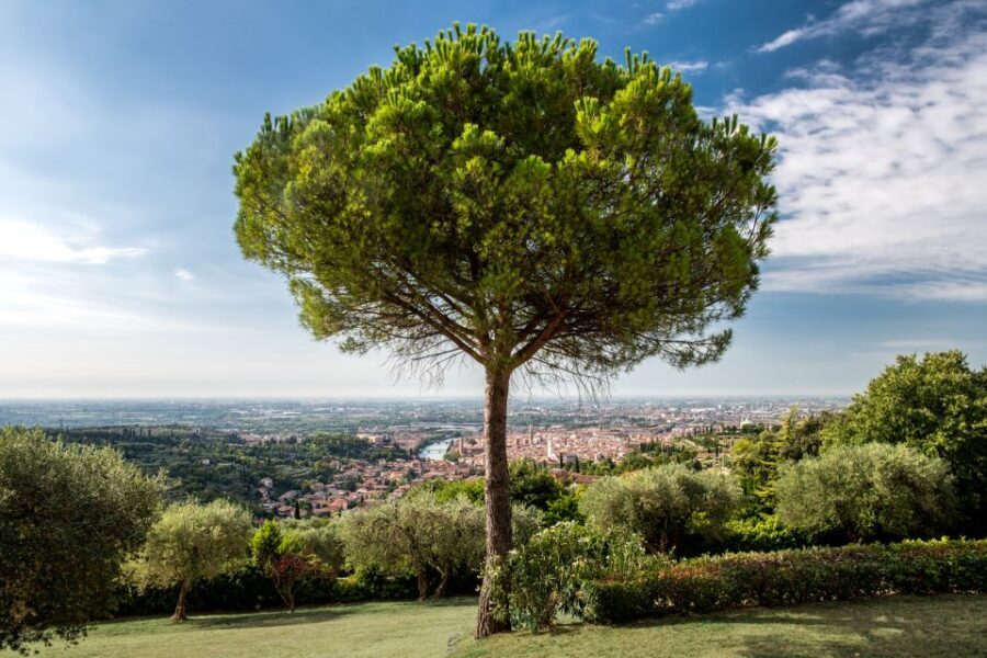 Verona: Wine Tasting with Snacks and Panoramic Views - The Verona wine flight: from Bianco Veronese to Amarone