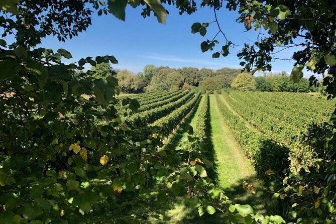 Vineyard tour and tasting of 6 Garda Wines with Giovanna Tantini - Food pairing: charcuterie and cheese board that keeps pace