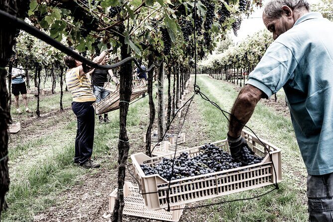 Vineyard Tour with Light Lunch in Valpolicella - The Light Lunch Pairing: Cured Meats, Cheeses, Focaccia, Dessert