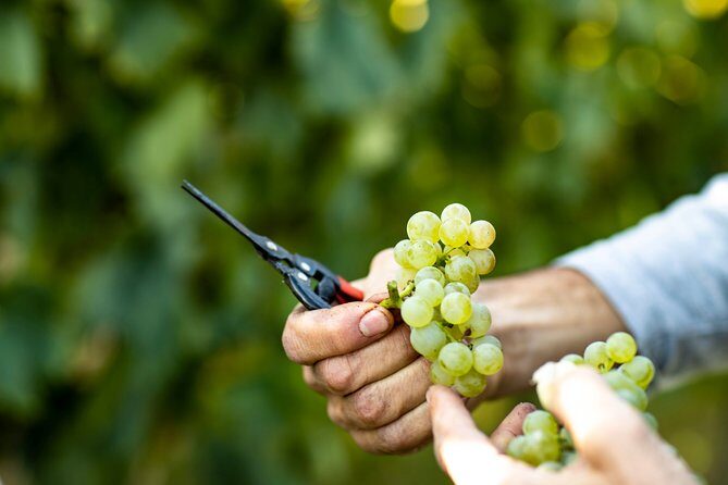 Visit and wine tasting at Tenuta La Cà - Tenuta La Cà in Bardolino: what the 1.5-hour visit covers
